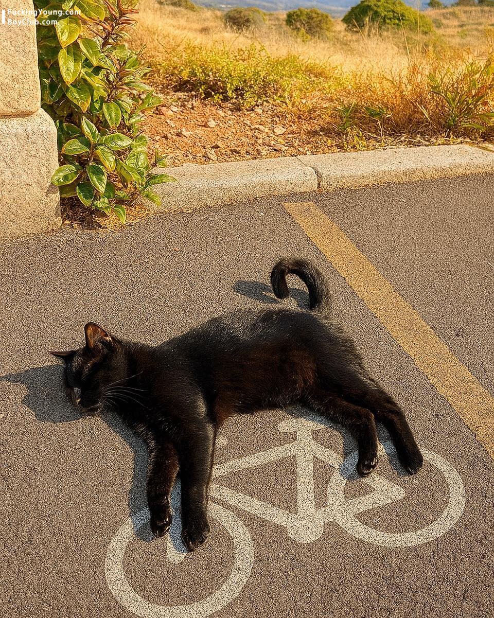 最近外网流行的猫猫图：🐈🚲 ​​​